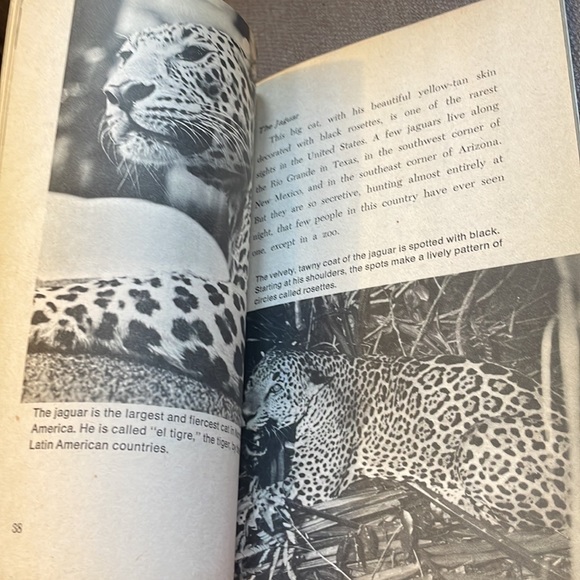 Vintage 1975 The Mountain Lion and Other Cats softcover Scholastic book - Picture 5 of 6